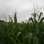 Testé mais pas encore approuvé : Labyland