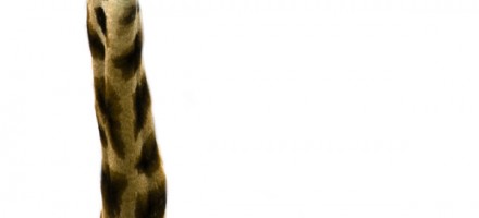 Hey, les geeks souffrez-vous du syndrome : Text Neck ?